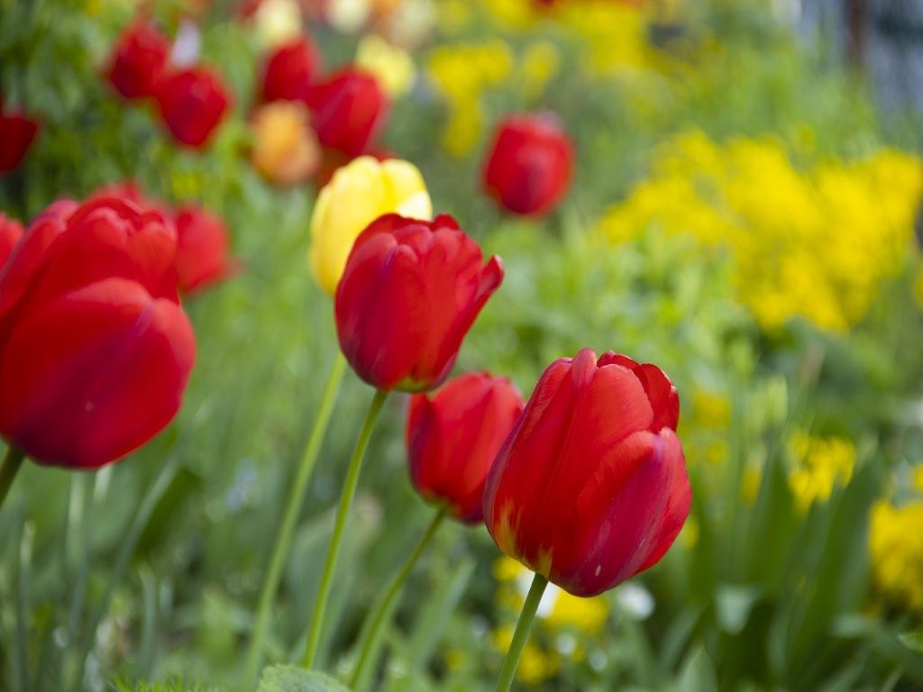 Na zdjęciu tulipany koloru czerwonego oraz żółtego